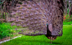 pavo-real 47 lista